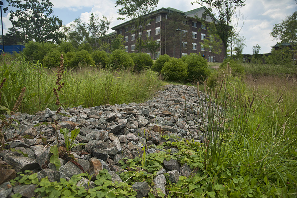 Bioswale flora