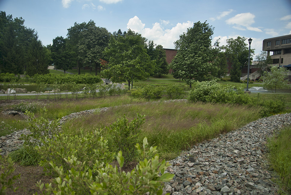 Bioswale landscape