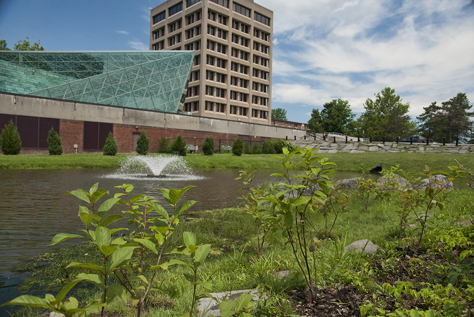 Riparian plants